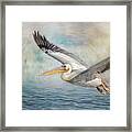 Flight Of A Great White Pelican Framed Print