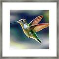 Flight Of The Hummingbird Framed Print