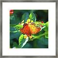 Flight Of The Orange Butterfly Framed Print