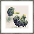 Florets Framed Print