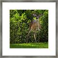 Florida Deer Framed Print