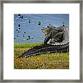 Florida Gator Framed Print