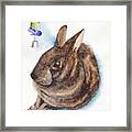 Florida Marsh Rabbit Framed Print