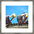 Florida Pelicans Framed Print