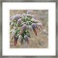 Flower Buds In Pastels Framed Print