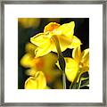 Flower-jonquils-bulb-yellow Framed Print