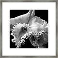 Flower - Orchid - Frilled To See You Framed Print