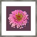 Flower Power - Pink Zinnia Framed Print