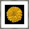 Flower Power - Yellow Zinnia Framed Print