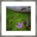 Flower Under Mushroom Framed Print