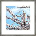 Flowering Branches Of Yoshino Cherry 1 Framed Print