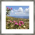 Flowering Oleander (nerium Oleander), Landscape With Sea Near Latchi, Akamas, Southern Cyprus, Republic Of Cyprus, Mediterranean Sea, Europe Framed Print