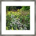Flowers At The End Of Summer Framed Print