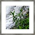 Flowers By The Waterfall Framed Print