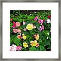 Flowers Framed Print