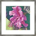 Flowers Of Socal - Tropical Hibiscus Beauty Framed Print