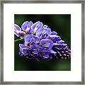 Flowers Photography-42 Framed Print