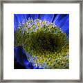 - Fluorescent Blue Daisy Framed Print