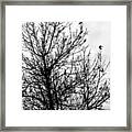 Fly Away Birds Framed Print