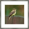 Fly Catcher Framed Print