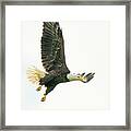 Fly Like An Eagle Framed Print