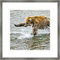Flying After The Salmon Framed Print