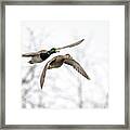 Flying Mallard Pair Framed Print