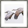 Flying Sandhill Cranes #3 Framed Print