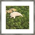 Flying Seal Pup Framed Print