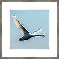 Flying Swan Framed Print