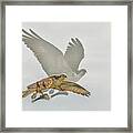 Flying With My Shadow Framed Print