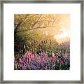 Foggy August In The Marshes Framed Print
