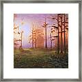 Foggy Florida Cypress Sunrise Framed Print