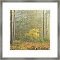 Foggy Golden Autumn Wonderland Woodland With A Charming Single Tree Norfolk Uk Framed Print