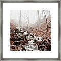 Foggy Morning In A Deciduous Forest Framed Print