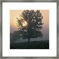 Foggy Tree Framed Print