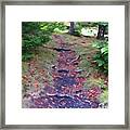 Follow The Roots Framed Print