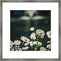 Foreground Wildflowers Framed Print