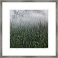 Forest Fog Framed Print