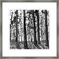 Forest Light In Black And White Framed Print