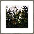Forest Morning Light Impressionism Framed Print