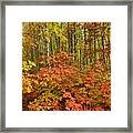 Forest Of Color Framed Print