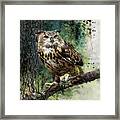 Forest Owl Framed Print