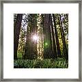 Forest Sunset Framed Print
