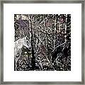 Forest Tryst 2 Framed Print