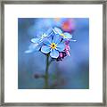 Forget Me Not Framed Print