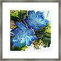 Forget Me Nots Framed Print