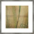 Fountain Grass - Texture Framed Print