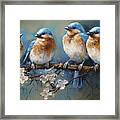 Four Beautiful Bluebirds Framed Print
