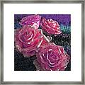 Four Pink Roses Framed Print